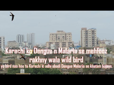 Karachi ko Dengue Malaria se mehfooz rakhnay wala bird | Janwar Kahani episode 2
