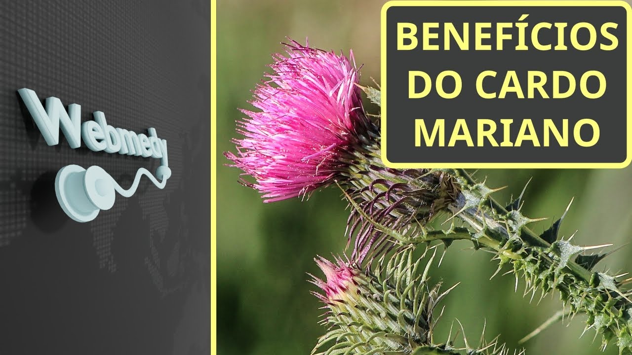Benefícios para a saúde do cardo mariano | Saúde do fígado e muito mais