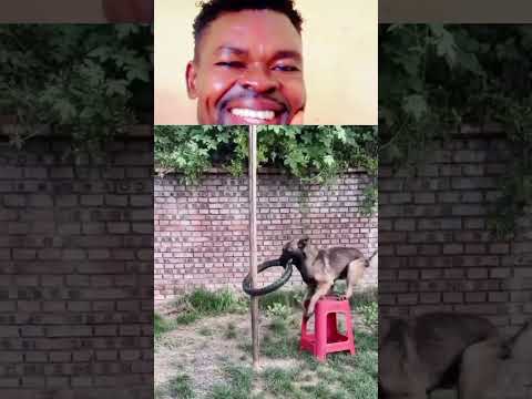 can you imagine this funniest dog🤣🤣