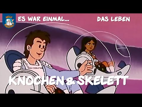 Knochen & Skelett (Es war einmal... das Leben | Ausschnitt)