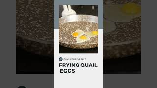 Quail Eggs For Sale #quaileggs
