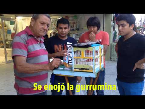 la gurrumina se nos enoja