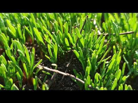 Timelapse macro. Grass growth krm14l