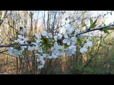 Der Köppelmannsberg im Süden von Sz-Bad