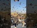 Ustad Pappu King Kabootarbazi Kabootar Birds Shortfeed Youtubeshorts Shorts Short Pigeon