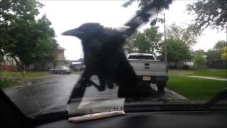 death grips bird