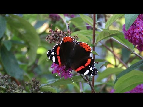 Admiral - Vanessa atalanta - Atalanta / Edegem - Belgium / 10-9-2015