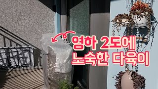 우리 먼저 들어가요 2. (영하의 날씨에 베란다로 들어가는 다육이, 월동준비) succulents/多肉植物/…