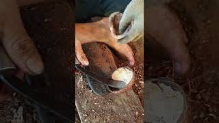 Download lagu Cara Cungkil Daging Kelapa/Kopra 🥥 #petani #kelapa #kopra #petanimuda #coconut #farming #shorts #fyp mp3