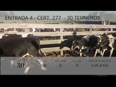 Lote 30 Terneros HOLANDO 150kg -  en Colonia america, a 8 de cufre (san jose)