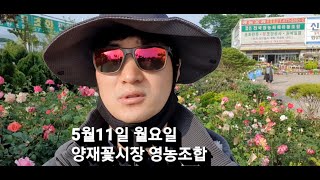 양재꽃시장 관엽류와 꽃 몇가지 브이로그  #양재꽃시장 #식물튜브 #plant tube