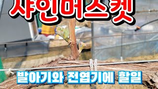 군위지역 샤인머스켓 노지비가림 현재생육상태