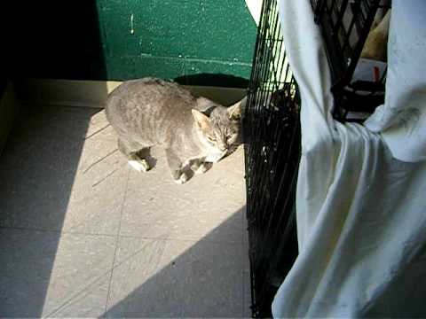 Talina   November 26, 2009