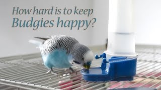 Budgie: What You Will Need to do for Your Budgie bird?