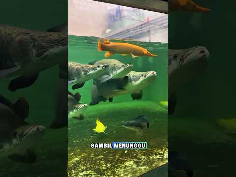 Alligator Gar vs Penguasa Akuarium King Arapaima #ikanarapaima #alligatorgar #shorts