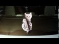 Gray Tabby Cat Wagging Wiper Car Decal Sticker