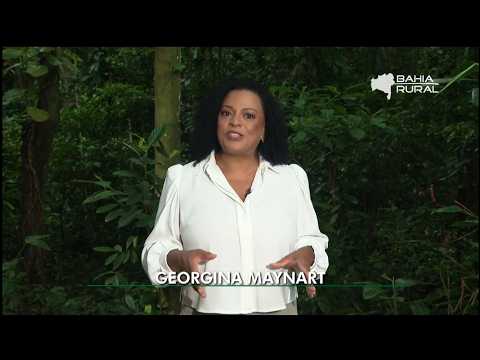 Bahia Rural: Capital da Pinha, Macarrão de Aipim e Pera no Semiárido