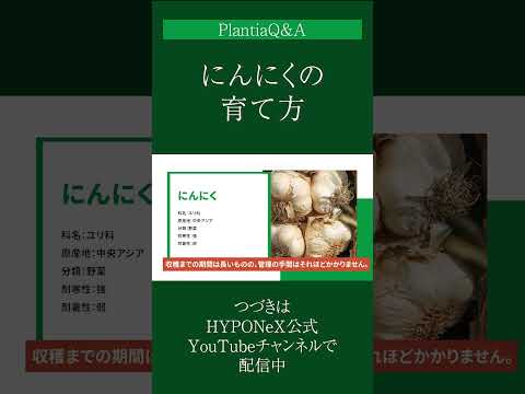 なぜニンニクを植物に入れるのでしょうか？祖母が庭での6つの意外な使い方を教えてくれました  庭園