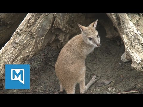 Süßes Känguru-Baby hüpft durch den Münchner Tierpark Hellabrunn