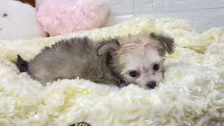 ハーフ犬の動画01