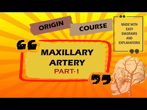 Maxillary artery, origin, course with mnemonics |Anatomy|First BDS|Dental school