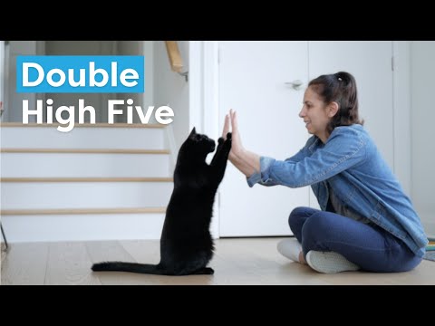 Train your cat to high five (both paws)