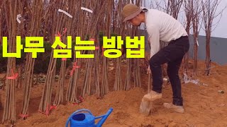 나무 심는 방법 이거 하나면 끝! 모~~든 나무에 적용 가능
