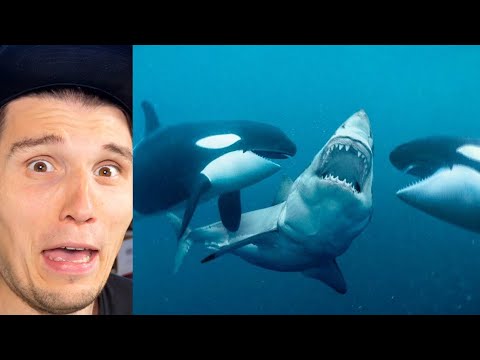 Paluten REAGIERT auf 10 Tiere die Haie jagen