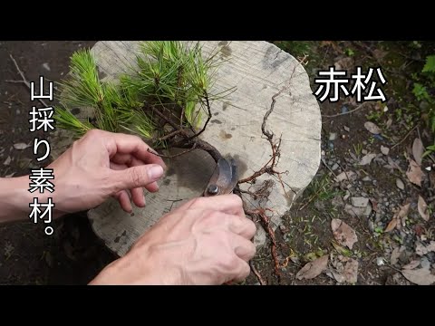 山松、山松 植物
