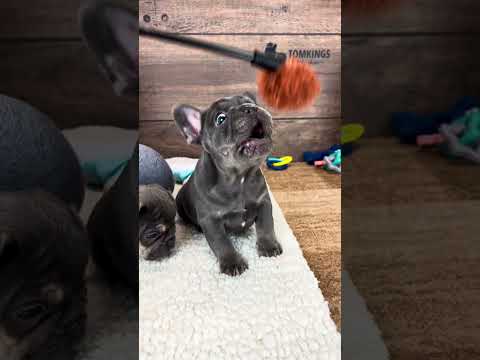 Video 1