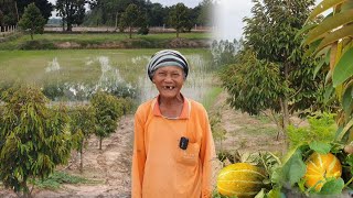 คุณตา อายุ 78 ปี ปลูกทุเรียนบนคันนา 300 ต้น 4 ปีกับ 1ปี เกษตรผสมผสาน สุดยอดความขยัน จ.นครพนม