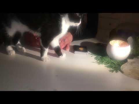 Wochenbotschaft 15.11 - 21.11.  Vollmond Portaltag Mondfinsternis Halleluja