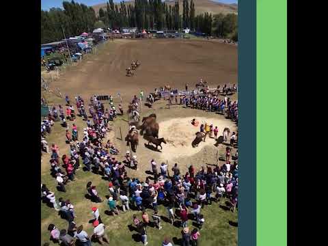 Aniversario El Cholar 2026