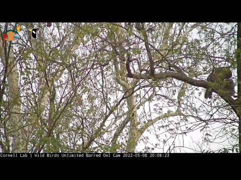 Youngest Owlet "May" Branches, Climbs Trees Near WBU Barred Owl Nest Box – May 8, 2022