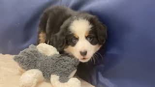 バーニーズマウンテンドッグの動画01