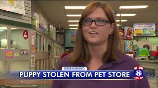 Puppy stolen from Greensboro pet store