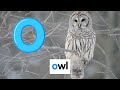 Starfall Alphabet Letter O Best Learning For Kids Listening Reading Phonics Sounds