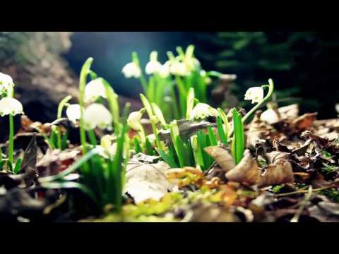 download lagu mp3 mp4 Video Wallpaper Full Hd, download lagu Video Wallpaper Full Hd gratis, unduh video klip Video Wallpaper Full Hd