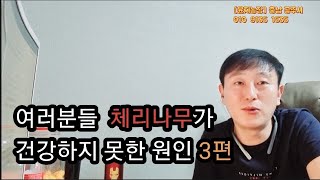 체리재배 망하는 가장  큰 원인 중 하나~뿌리혹 3편