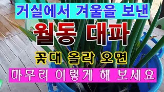 [텃밭농부. 1,390]  겨울을 거실에서 보낸 월동대파. 마무리 손질 하는 방법.#대패재배
