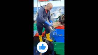 Pește de cod