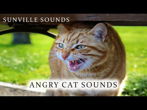 1 Hour of Angry Cat Sound - Scary | Animal Sounds with Peter Baeten