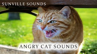 1 Hour of Angry Cat Sound - Scary