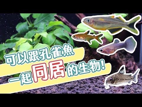 瑪麗魚混養