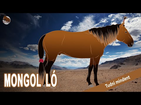 , title : 'Olyan fajta, amely szinte az összes ázsiai lovat befolyásolta - Mongol Ló - Lófajták'