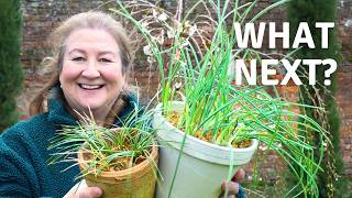 Spring Bulbs in Pots 🌿 What To Do When They Finish Flowering // Cottoverdi