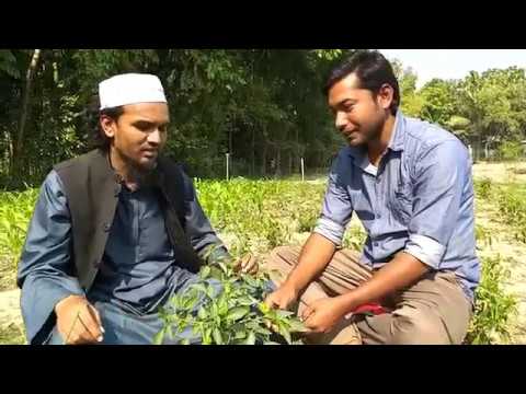 নতুন জাত বিনা মরিচ১ চাষে ১বিঘায় ১ লক্ষ২০ হাজার টাকা আয়,এর বৈশিষ্ট্য ও চাষ পদ্ধতি #ছাদকৃষি#কাঁচা মরিচ