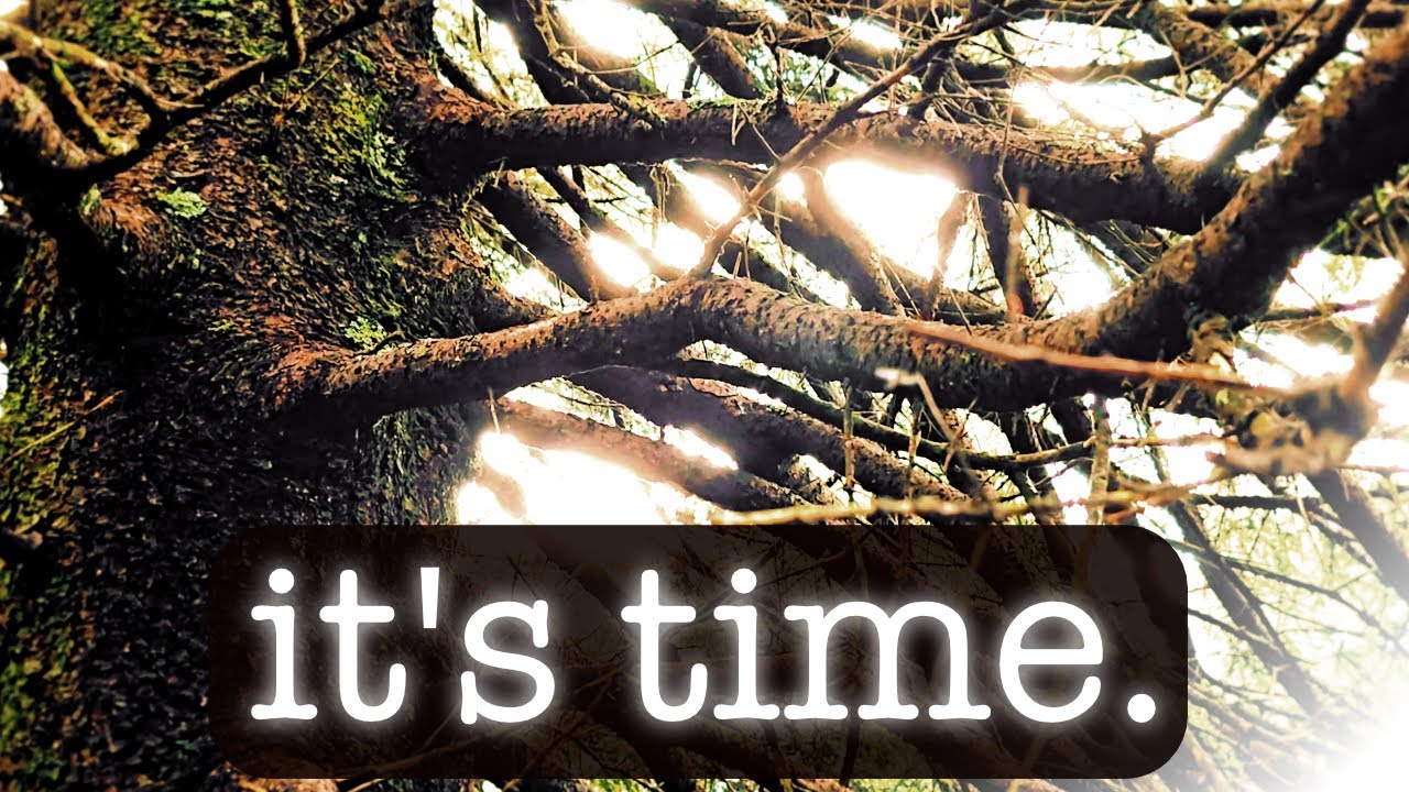 Trees are using my platform to speak to you. Their message: