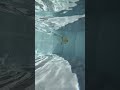 Duckling Underwater Shorts Madeyoulook Petduck Tiktok Trend