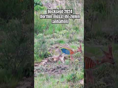 Blattschuss: Dort müsst ihr einen Rehbock treffen #jungjäger #jagen